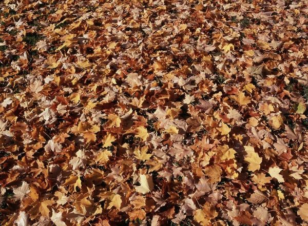 Canada, Ontario, Kitchener, sugar maple leaves